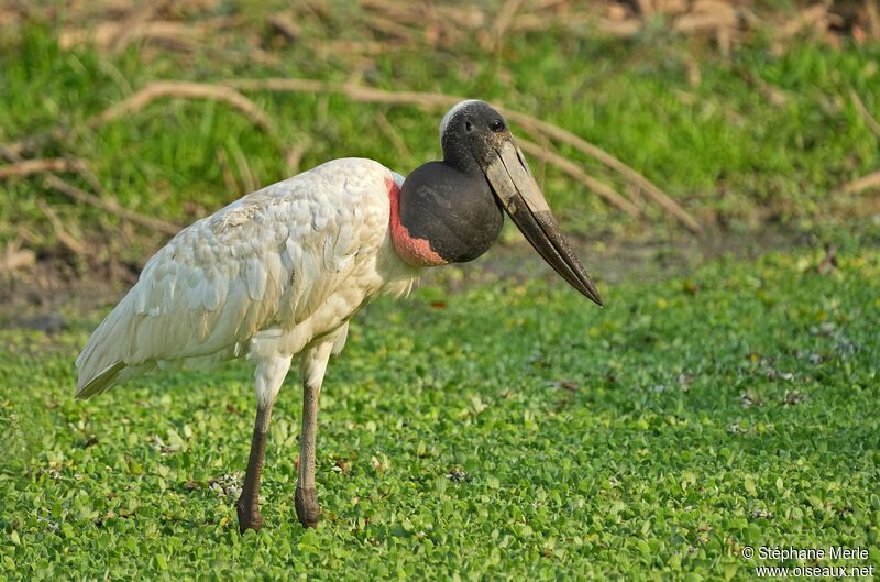 Jabiru d'Amériqueadulte