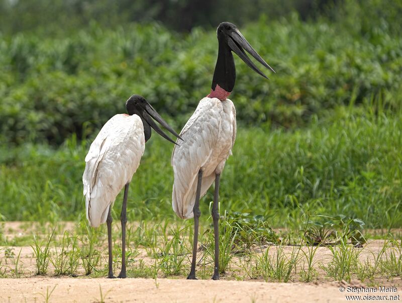 Jabiru d'Amériqueadulte