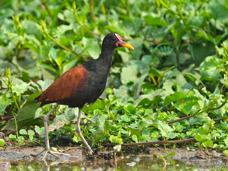 Jacana noiradulte