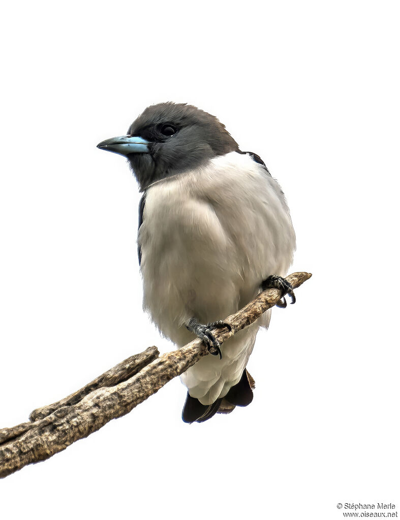 White-breasted Woodswallow
