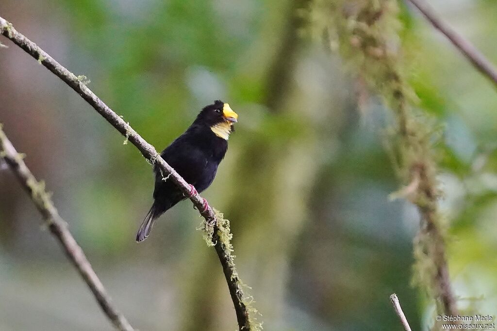 Manakin à ailes d'or