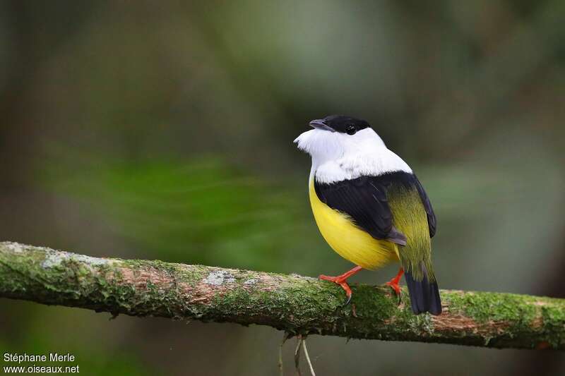 White-collared Manakin male adult