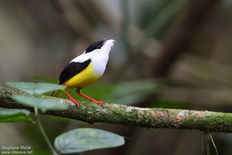 Manakin à col blanc mâle adulte, parade, Comportement