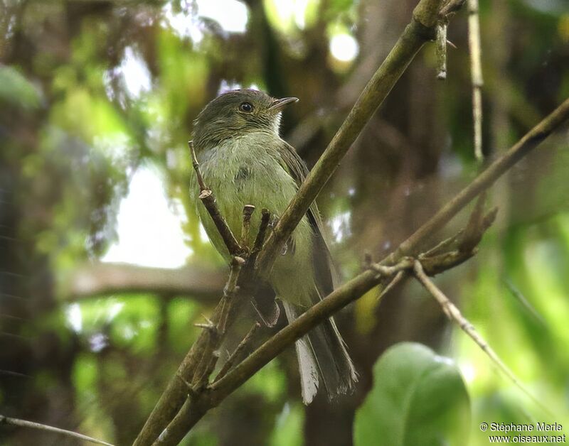 Manakin de la Serra do Mar