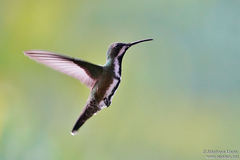 Black-throated Mango male adult