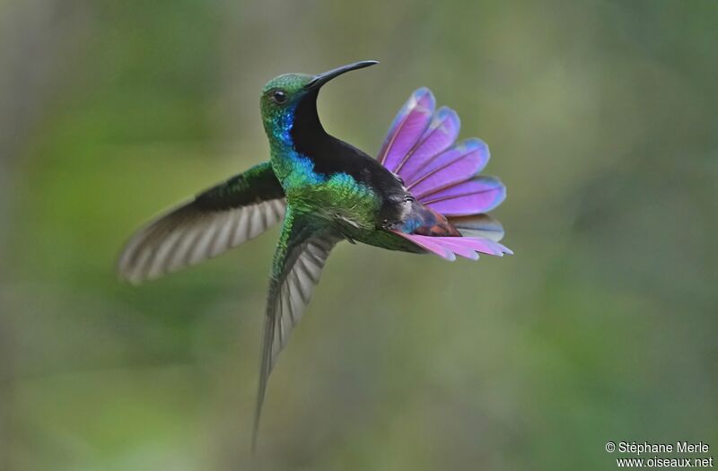 Black-throated Mango male adult