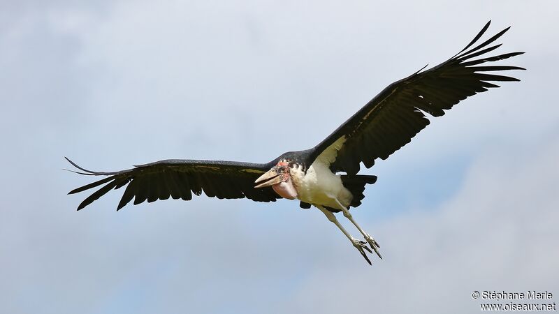 Marabou Storkadult