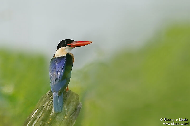 Black-capped Kingfisheradult