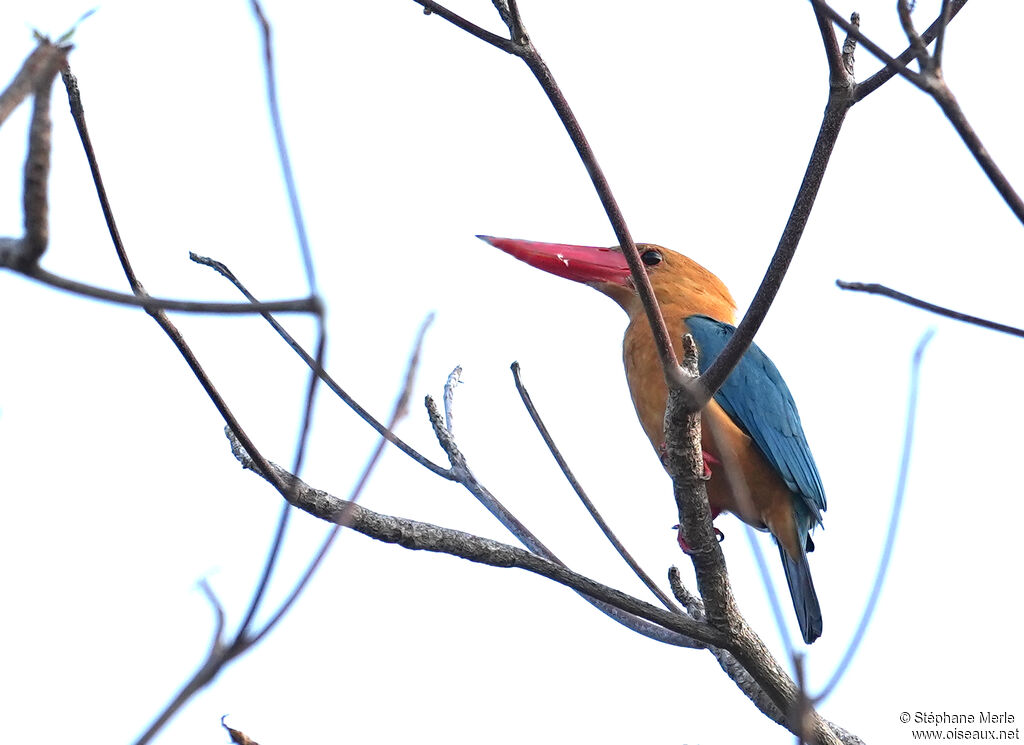 Stork-billed Kingfisheradult
