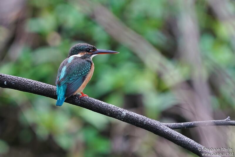 Common Kingfisher female