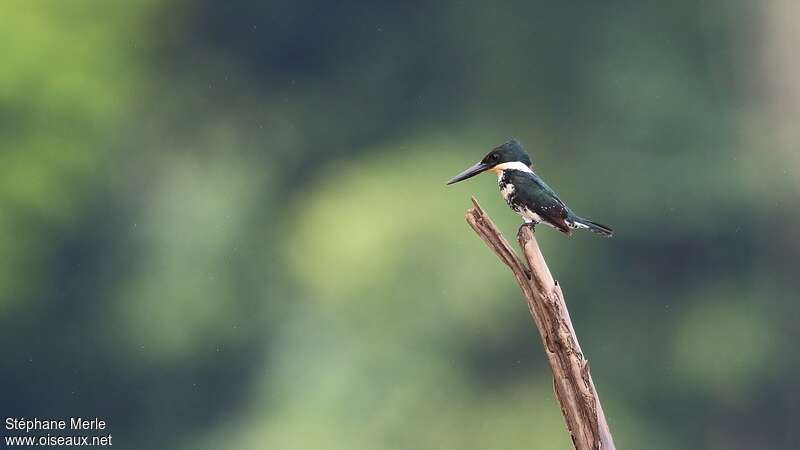 Martin-pêcheur vert femelle adulte, pêche/chasse