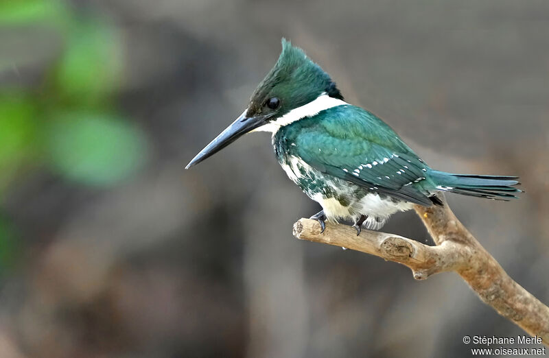 Green Kingfisher female adult