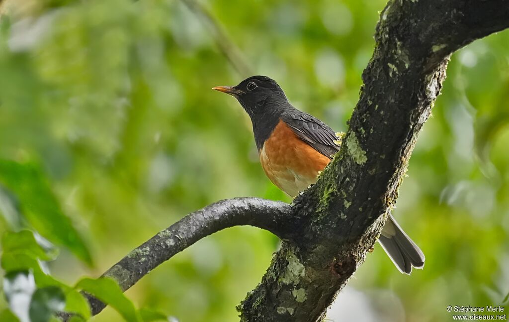 Merle à poitrine noire mâle adulte