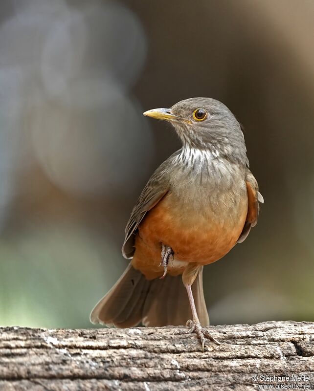 Rufous-bellied Thrushadult