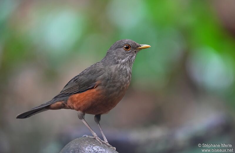 Rufous-bellied Thrushadult