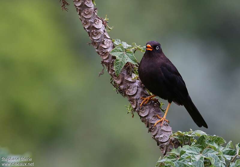 Sooty Thrush male adult, identification