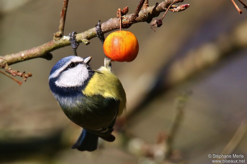 Mésange bleueadulte