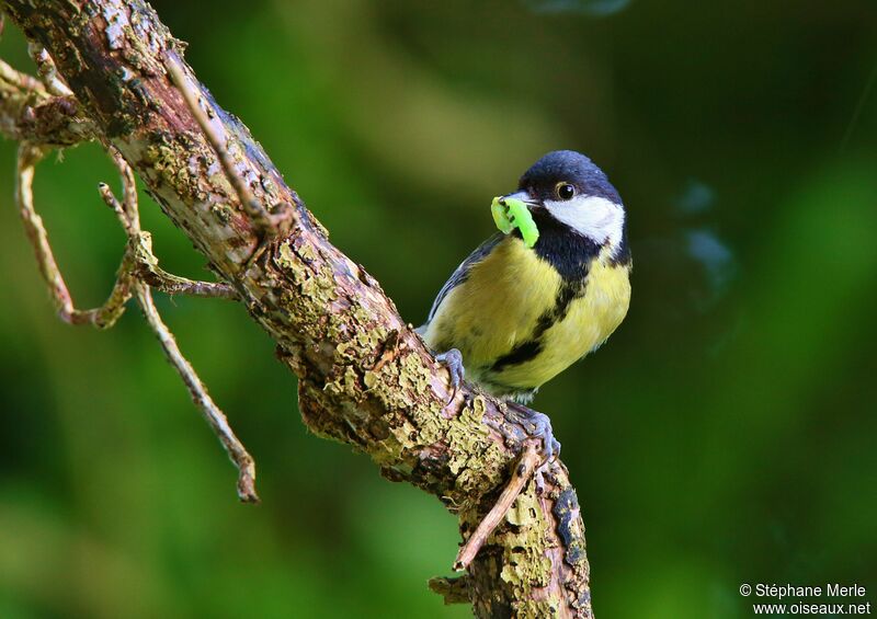 Mésange charbonnièreadulte