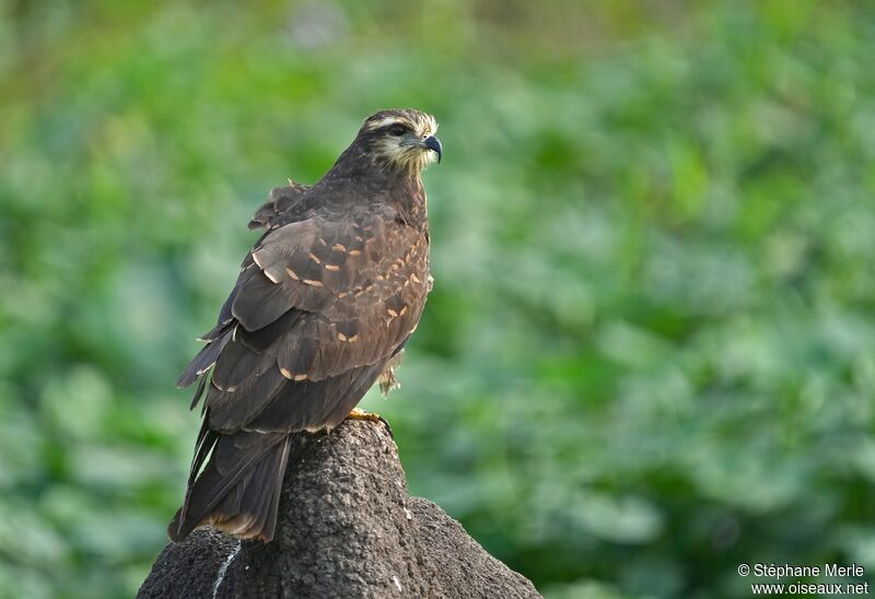 Snail Kite female adult