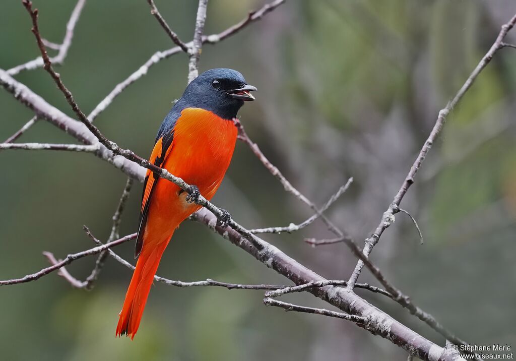 Scarlet Minivet