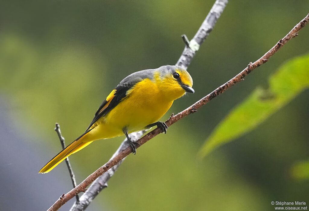 Minivet écarlate femelle adulte