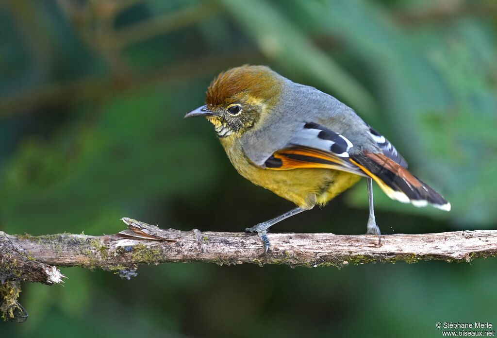 Minla à gorge striée