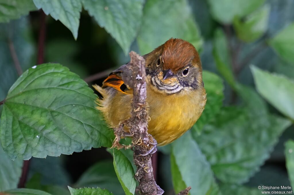 Minla à gorge striée