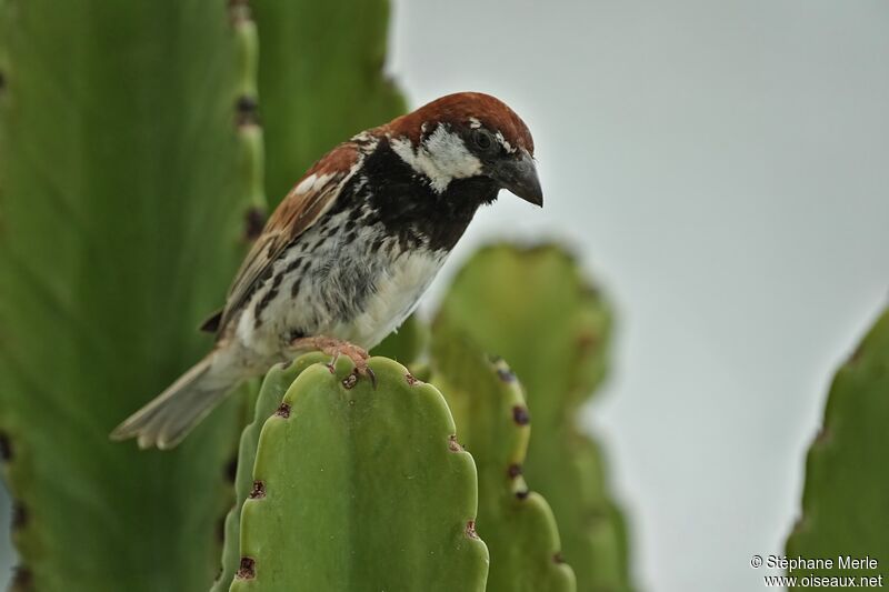 Moineau espagnol mâle adulte