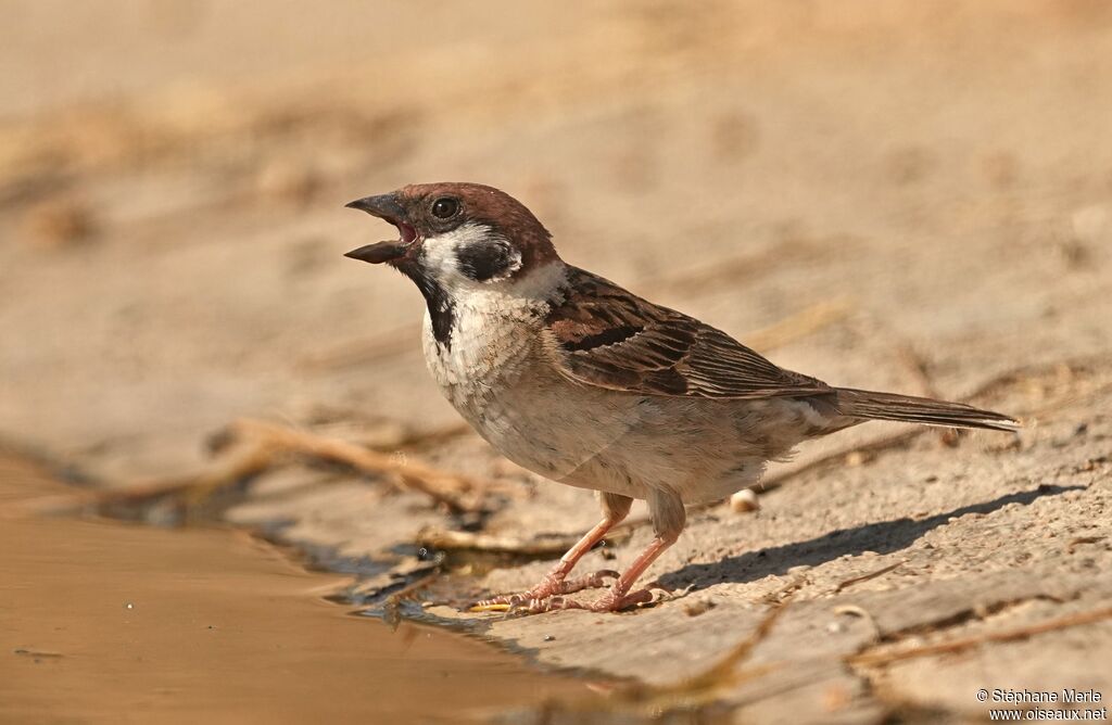 Eurasian Tree Sparrow male adult
