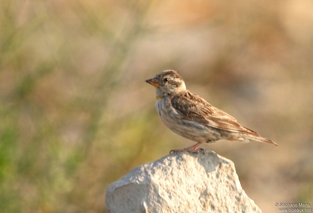 Rock Sparrow