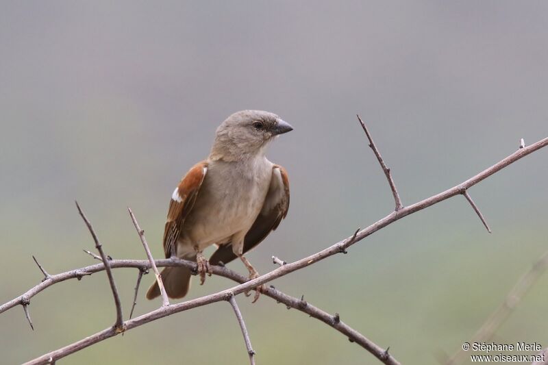 Southern Grey-headed Sparrow