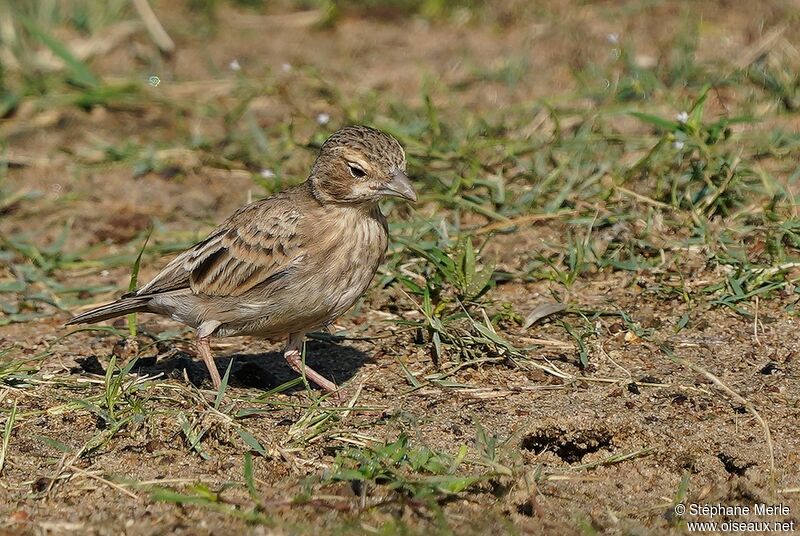 Ashy-crowned Sparrow-Lark female