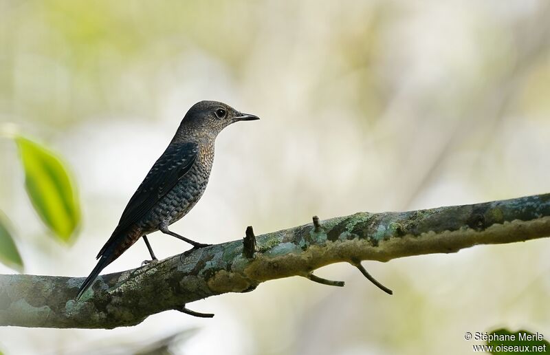 Blue Rock Thrush female adult