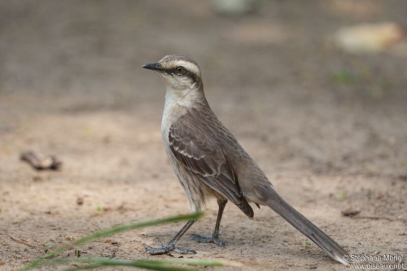 Chalk-browed Mockingbird