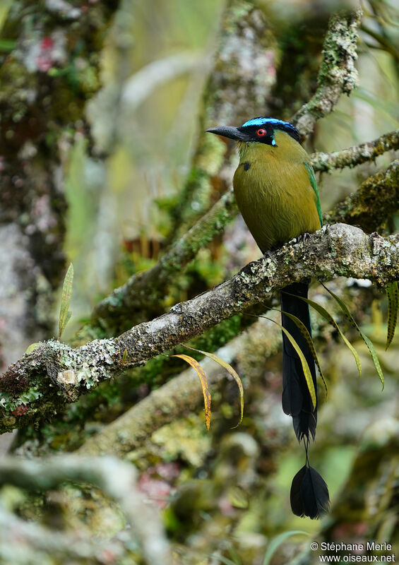 Andean Motmotadult