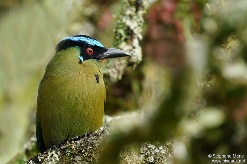 Motmot d'Équateuradulte