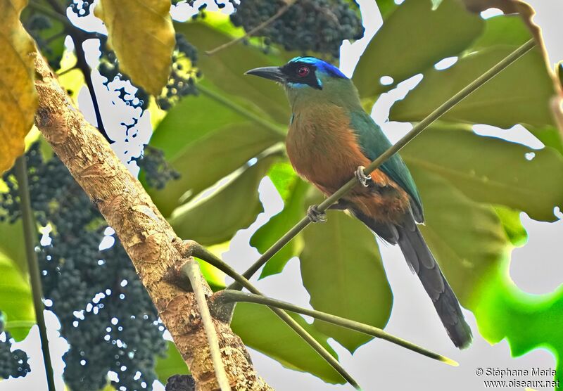 Motmot houtoucadulte