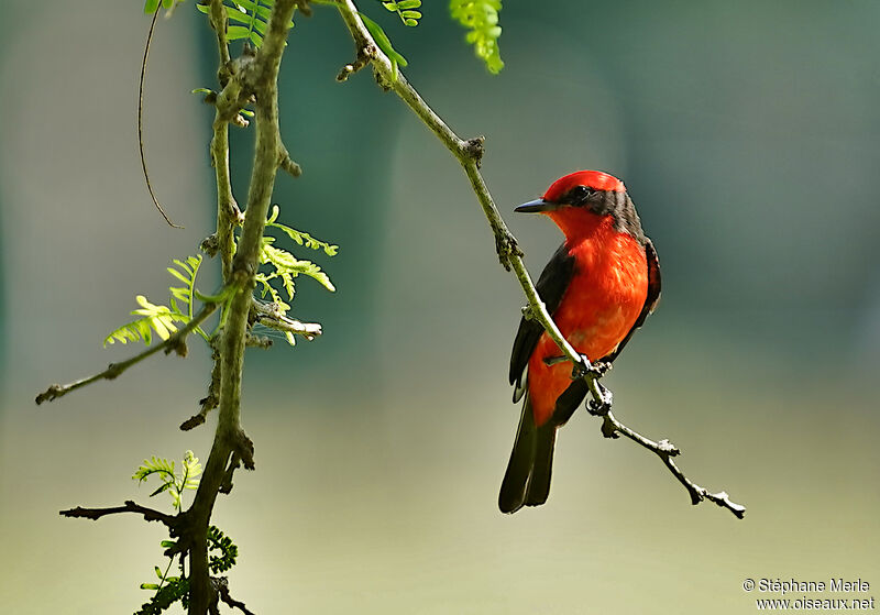 Vermilion Flycatcher male adult