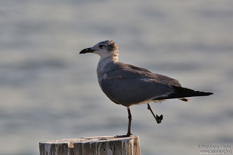 Mouette atricilleimmature