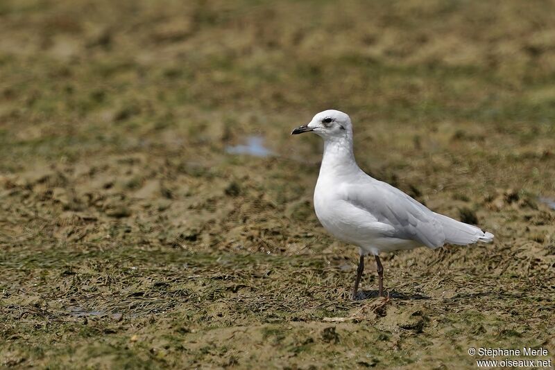 Mediterranean Gulladult