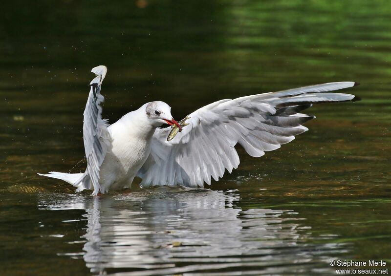 Black-headed Gulladult post breeding