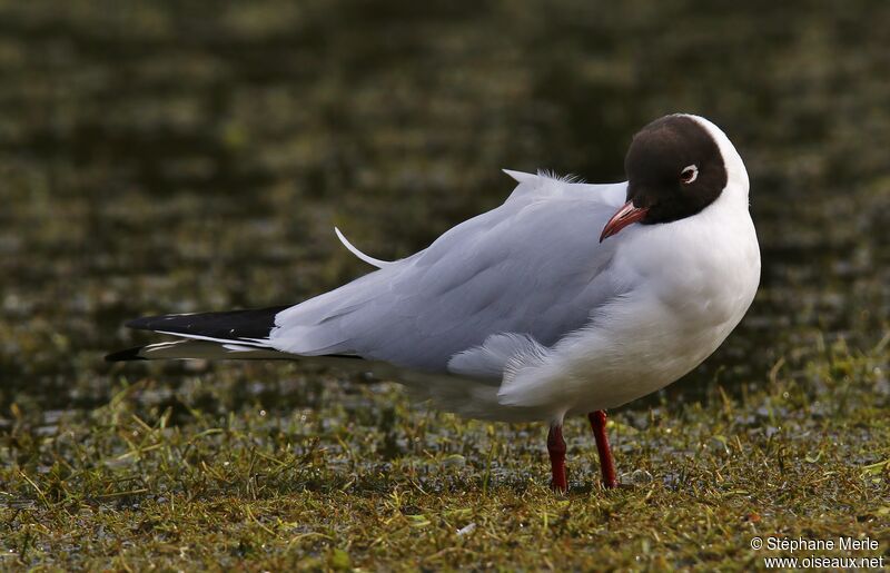 Black-headed Gulladult breeding