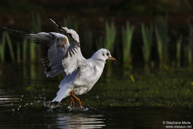 Black-headed Gulladult