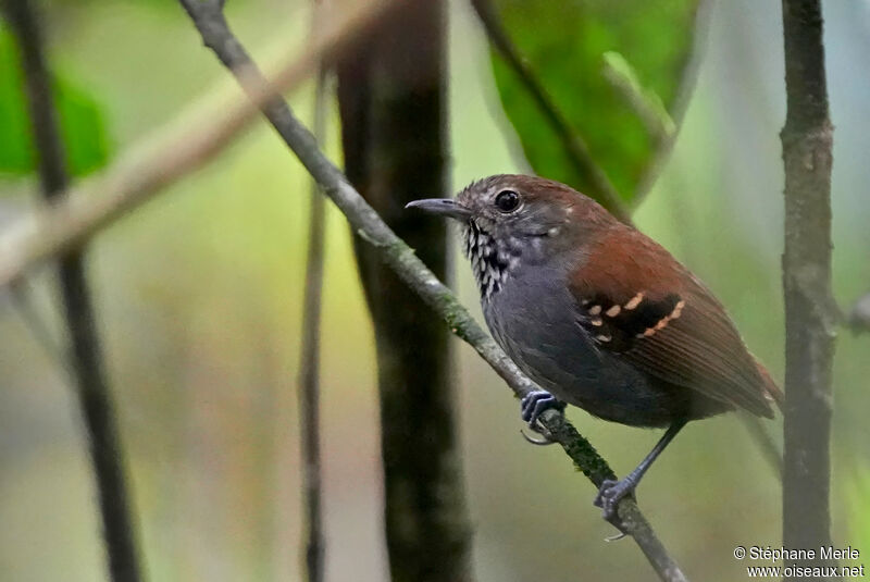 Star-throated Antwrenadult