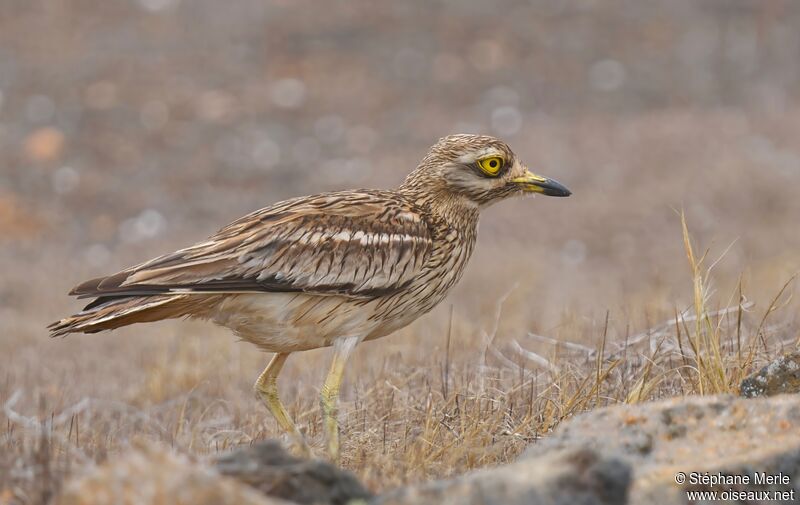 Eurasian Stone-curlewadult