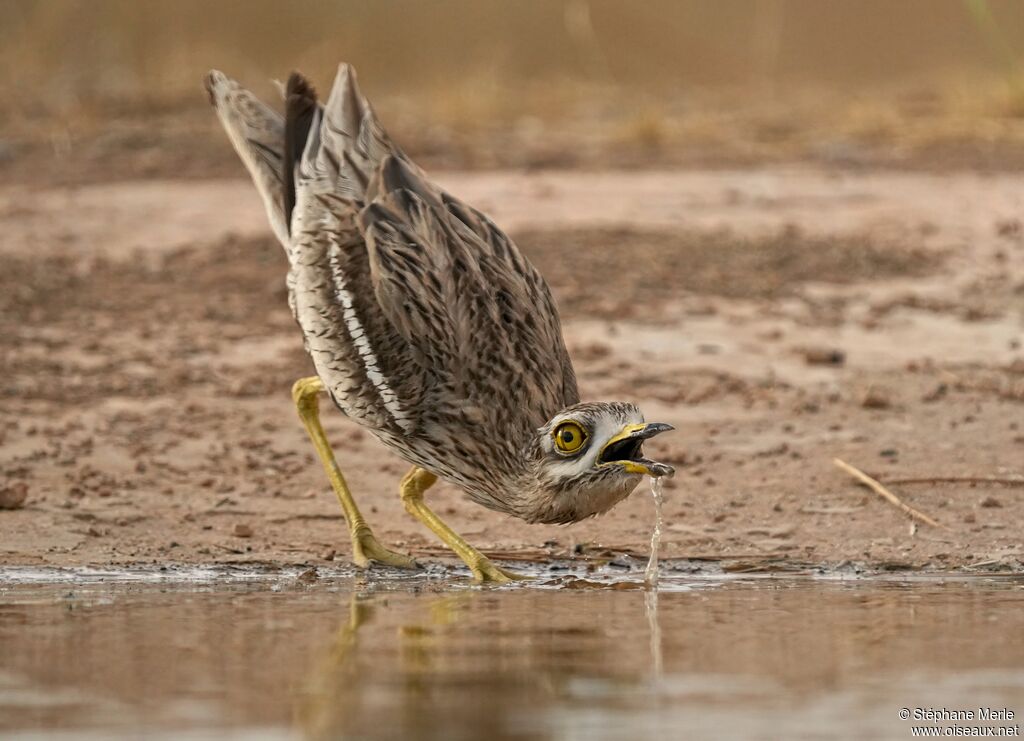 Eurasian Stone-curlewadult
