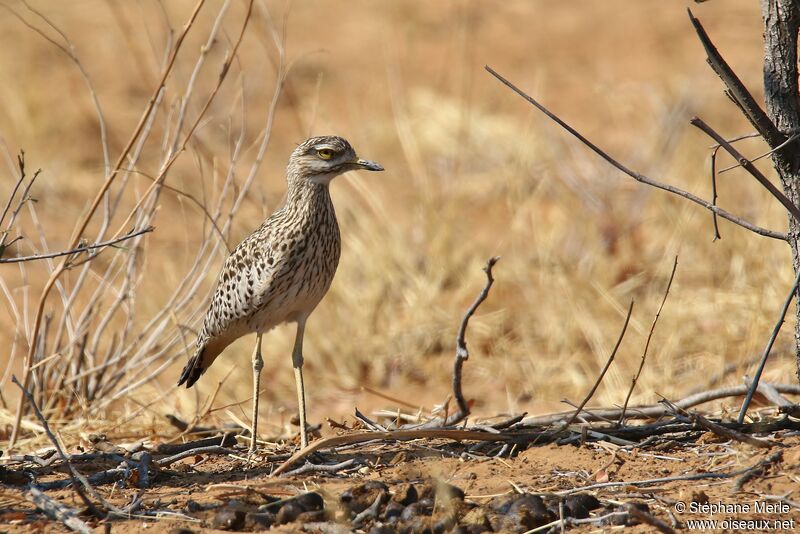 Spotted Thick-knee