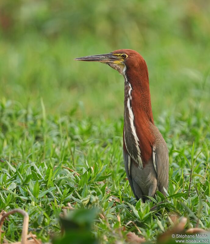 Rufescent Tiger Heron male adult