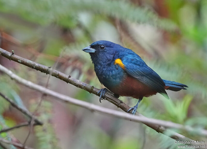 Chestnut-bellied Euphoniaadult