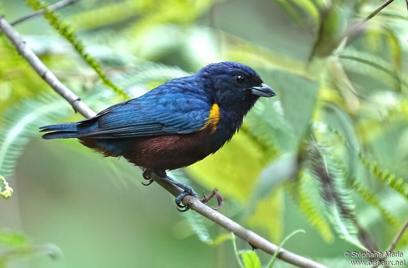 Chestnut-bellied Euphoniaadult